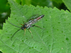 Hymenoptera