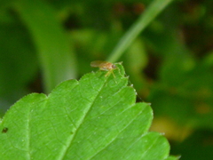 Diptera