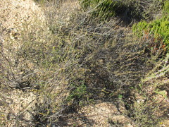 Marasmodes