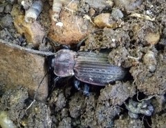 Carabus morbillosus