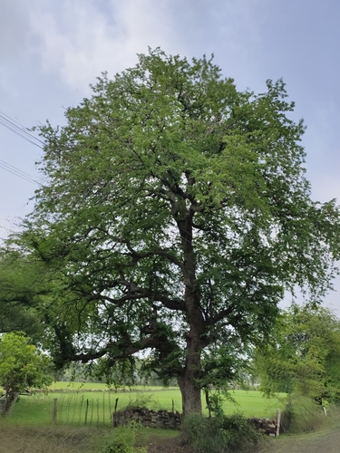 Tamarind