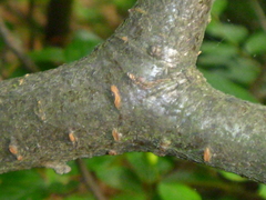 Cotoneaster bullatus