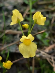 Utricularia aurea