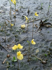 Utricularia aurea