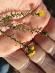 Marasmodes