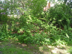 Cotoneaster bullatus