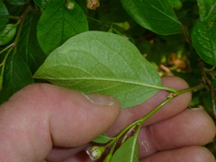 Cotoneaster bullatus