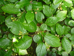 Cotoneaster bullatus