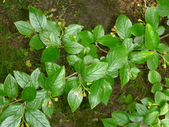 Cotoneaster bullatus