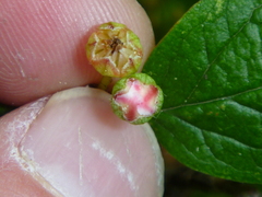 Cotoneaster bullatus