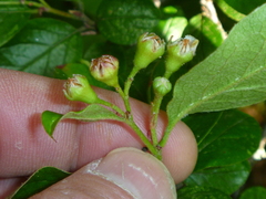 Cotoneaster bullatus