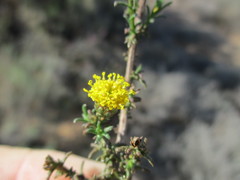Marasmodes
