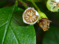 Cotoneaster bullatus
