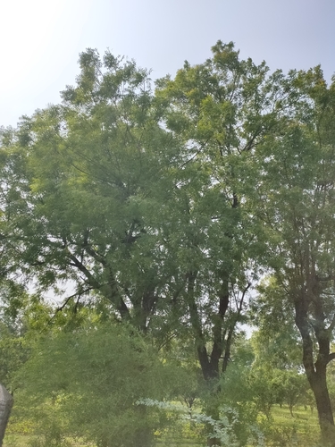 Neem