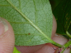 Cotoneaster bullatus