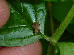 Strophosoma melanogrammum