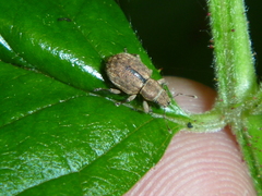 Strophosoma melanogrammum