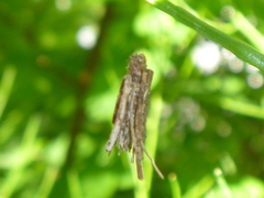Psychidae
