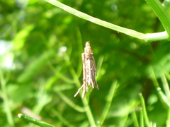 Psychidae