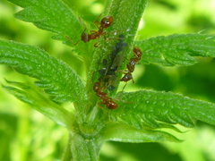 Aphididae