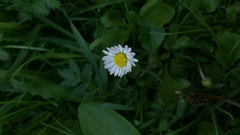 Bellis perennis