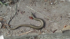 Chalcides striatus