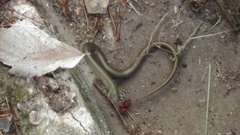 Chalcides striatus