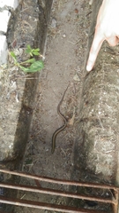 Chalcides striatus