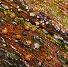 Trichoderma nothescens