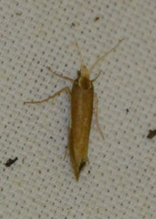 Ypsolopha parenthesella