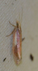 Ypsolopha parenthesella