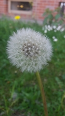 Taraxacum