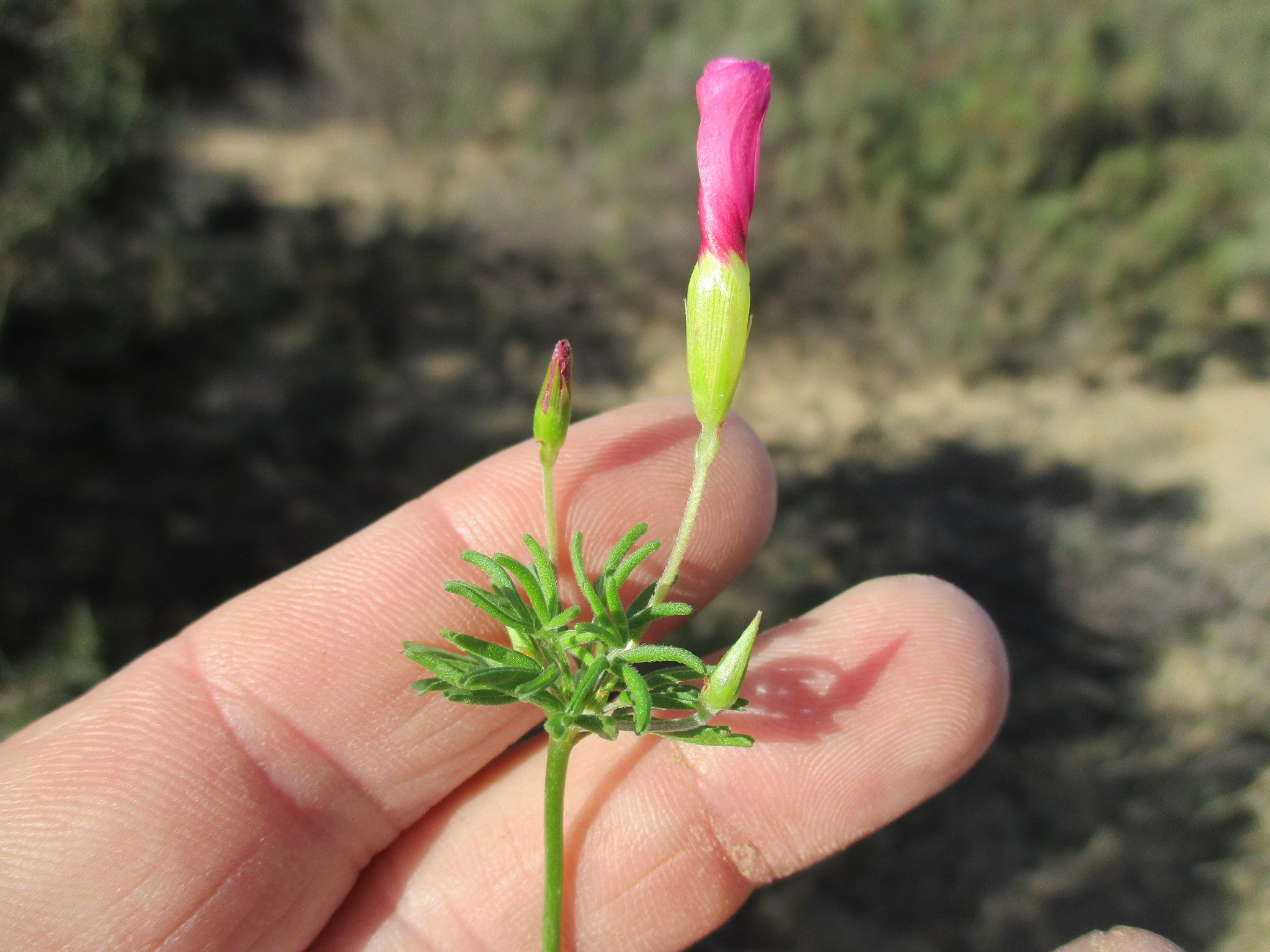 Oxalis leptocalyx Sond.
