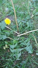Taraxacum
