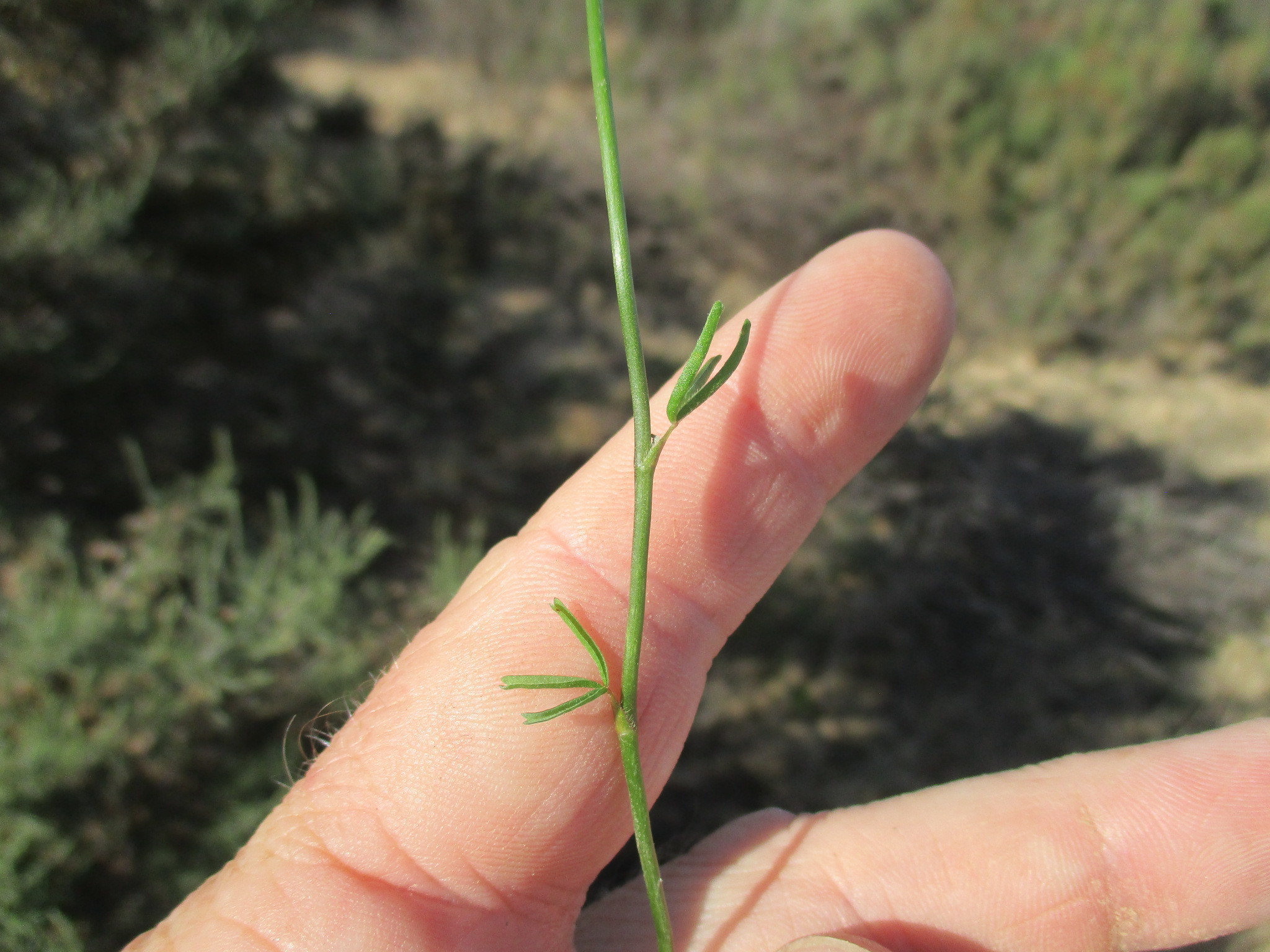 Oxalis leptocalyx Sond. 2