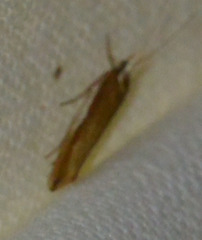 Ypsolopha parenthesella