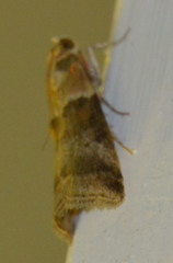 Acrobasis tumidana