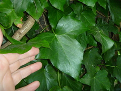 Hedera helix