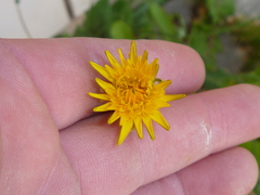 Hypochaeris radicata