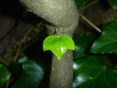 Hedera helix