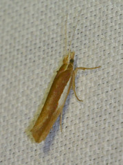 Ypsolopha parenthesella