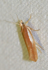 Ypsolopha parenthesella