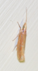 Ypsolopha ustella