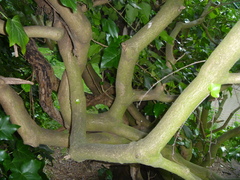 Hedera helix