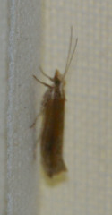 Ypsolopha ustella