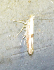Argyresthia semitestacella