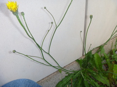 Hypochaeris radicata