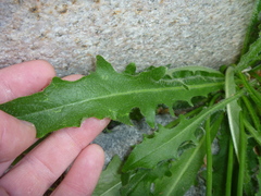 Hypochaeris radicata