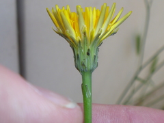 Hypochaeris radicata