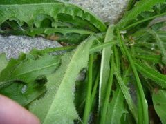 Hypochaeris radicata